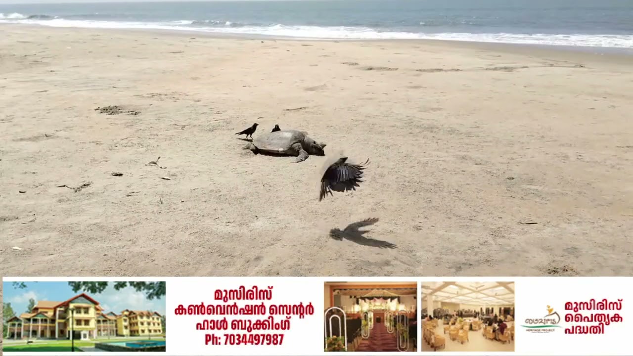 കയ്പമംഗലത്ത് കടലാമയുടെ ജഡം കരയ്ക്കടിഞ്ഞു.