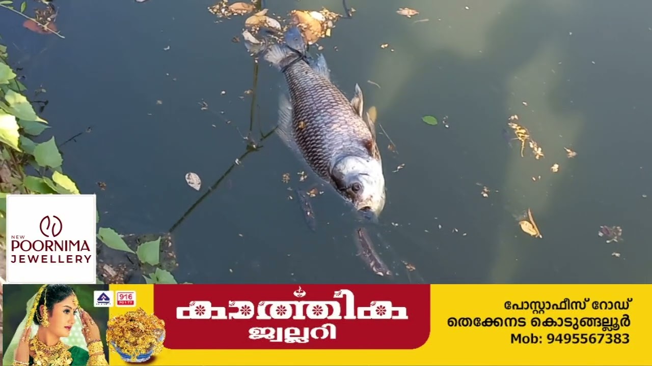 പെരിഞ്ഞനം കൊറ്റംകുളത്തിൽ മീനുകൾ ചത്തുപൊന്തിയ നിലയിൽ കണ്ടെത്തി.