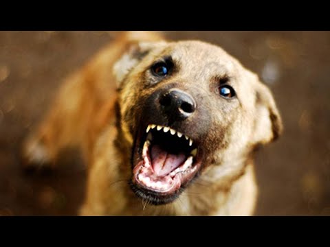 കൊടുങ്ങല്ലൂരിലെ എടവിലങ്ങിൽ തെരുവ് നായയുടെ ആക്രമണത്തിൽ നിരവധി പേർക്ക് പരിക്കേറ്റു. സാരമായ പരിക്കേറ്റ ഒരാളെ തൃശൂർ മെഡിക്കൽ കോളേജ് ആശുപത്രിയിൽ പ്രവേശിപ്പിച്ചു