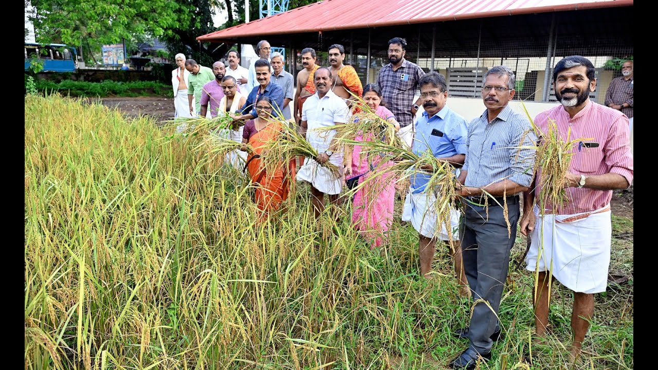കൊടുങ്ങല്ലൂർ ശ്രീകുരുംബ ഭഗവതി ക്ഷേത്രത്തിലെ ജൈവ കരനെൽകൃഷിയുടെ വിളവെടുപ്പ് നടത്തി