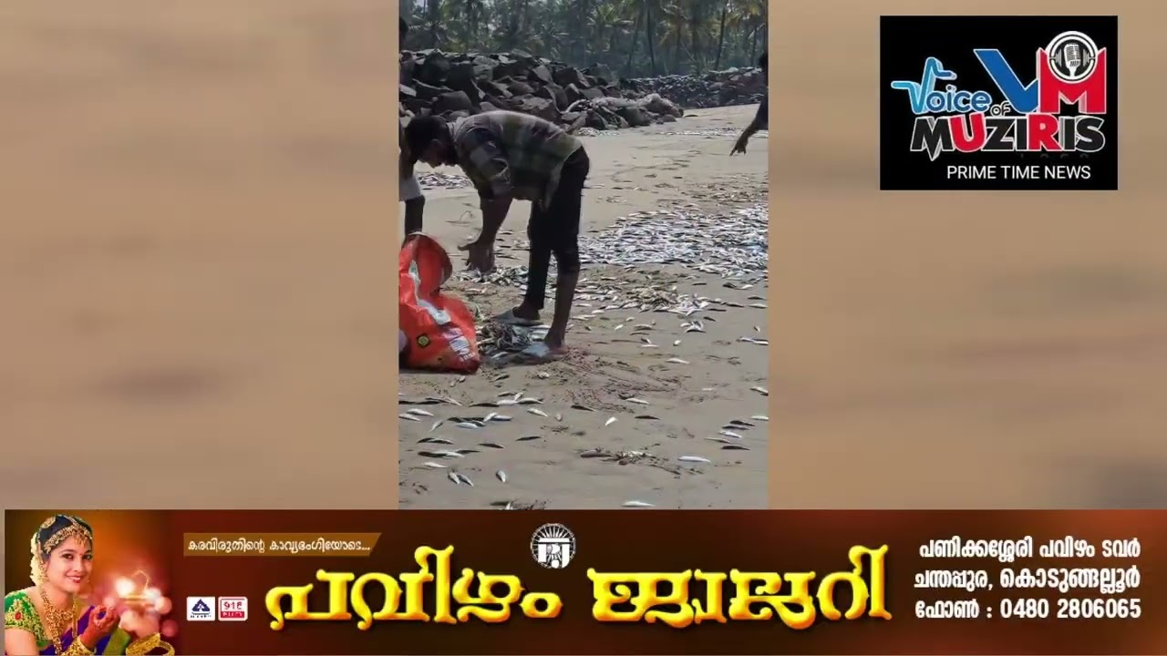 പെരിഞ്ഞനം ആറാട്ട് കടവിൽ ചാള ചാകര.