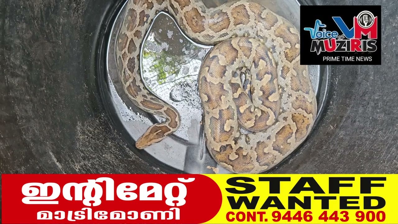 ശ്രീനാരായണപുരത്ത് മലമ്പാമ്പിനെ പിടികൂടി
