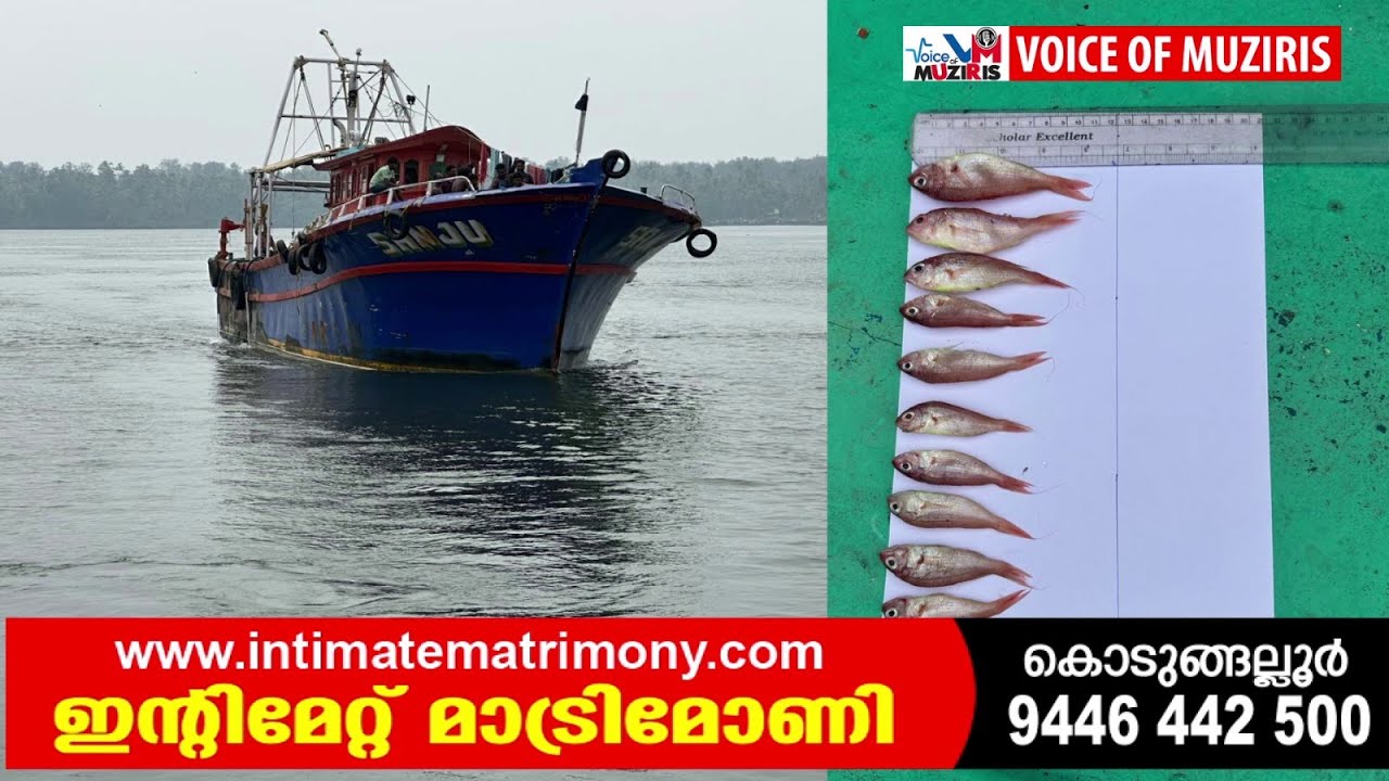 അനധികൃത മത്സ്യബന്ധനം നടത്തി ചെറുമത്സ്യങ്ങളെ പിടിച്ച ബോട്ട് പിടിച്ചെടുത്തു പിഴചുമത്തി.ഒരാഴ്ചയ്ക്കുള്ളിൽ പിടികൂടിയത് 11,500 കിലോ കിളിമീൻ.