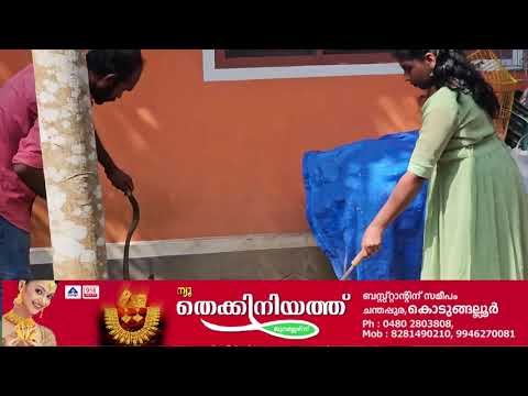 മൂർഖൻ പാമ്പുകളെ കയ്പമംഗലം ഗ്രാമ പഞ്ചായത്ത് ഓഫീസ് വളപ്പിൽ നിന്നുംപിടികൂടി.