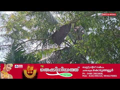 കയ്പമംഗലം കാക്കാത്തിരുത്തിയിൽ മൂന്ന് പേർക്ക് കടന്നൽ കുത്തേറ്റു.