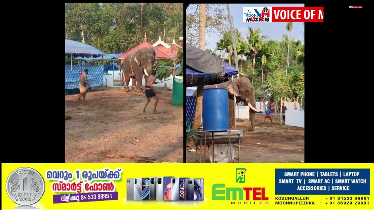 പെരിഞ്ഞനത്ത് ഉത്സവത്തിന് കൊണ്ട് വന്ന ആന ഇടഞ്ഞു