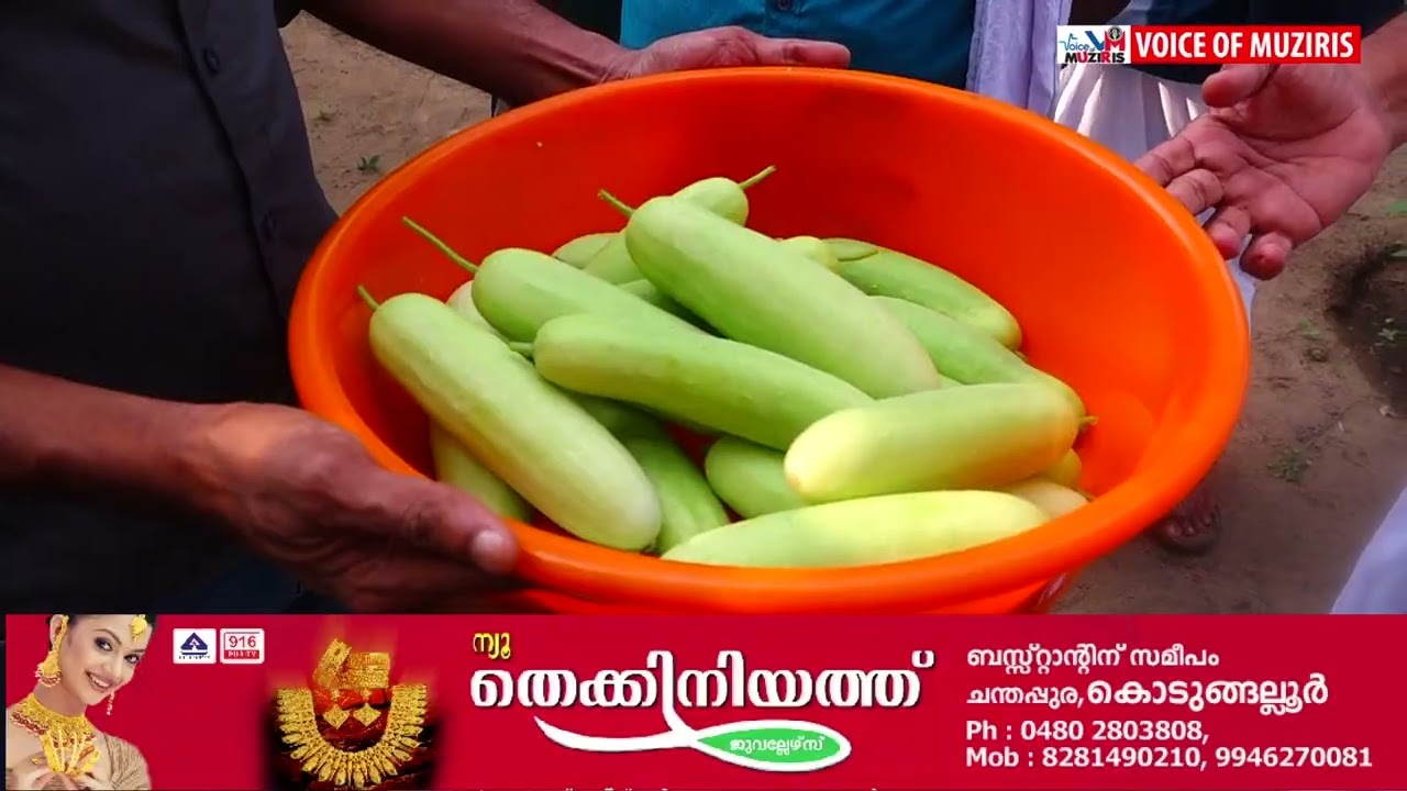 മേത്തല കാർഷിക സമിതിയുടെ സെക്രട്ടറി ഷാജി പ്രതാപന്റെ വസതിയിൽ കുക്കുമ്പർ കൃഷി വിളവെടുപ്പ് നടത്തി