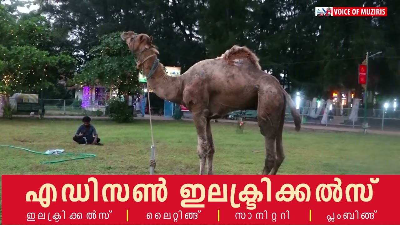 കൊടുങ്ങല്ലൂരിലെ അഴീക്കോട് മുനക്കൽ ബീച്ച് ഫെസ്റ്റിവലിന് കൊണ്ടുവന്ന ഒട്ടകം ചത്തു.