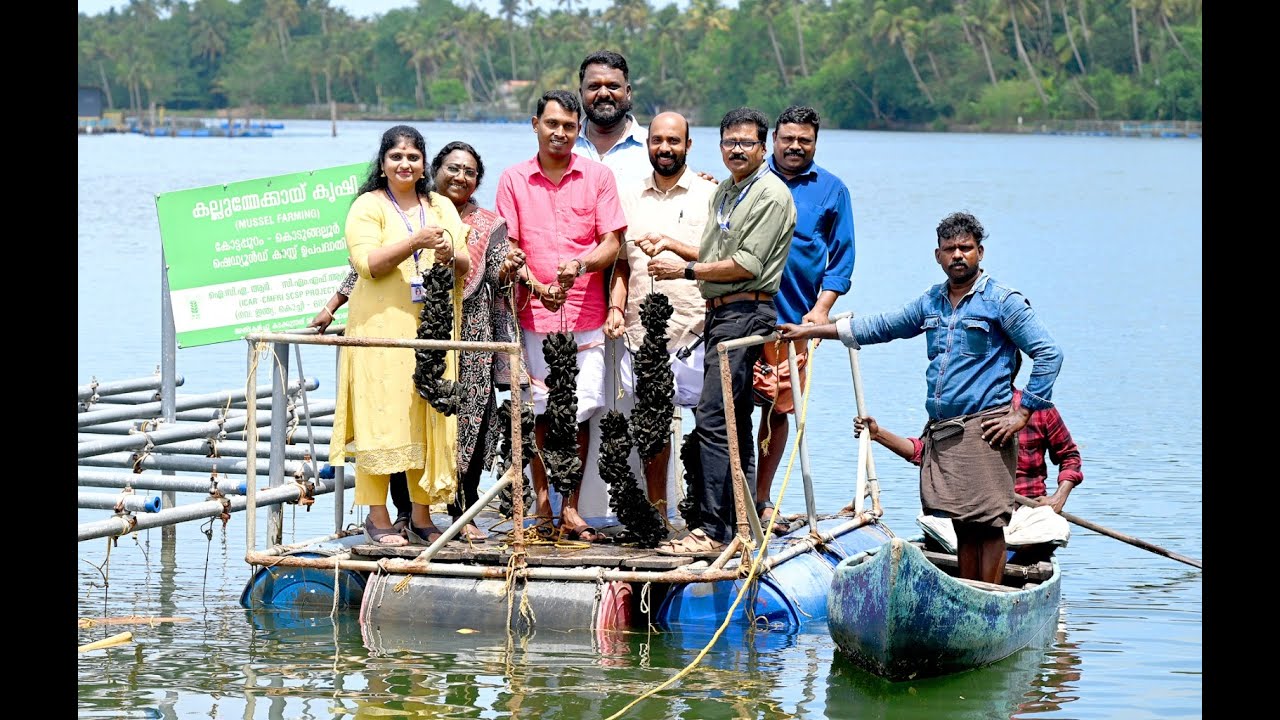 കൊടുങ്ങല്ലൂർ നഗരസഭ 27 വാർഡ് ചാലക്കുളത്ത് കൃഷി ചെയ്ത കല്ലുമ്മക്കായയുടെ വിളവെടുപ്പു നടത്തി.