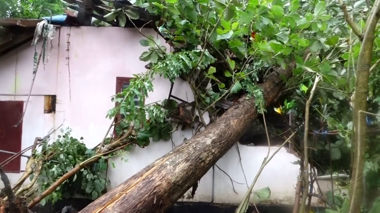 കൊടുങ്ങല്ലൂർ മേഖലയിൽ കാലവർഷക്കെടുതിയിൽ മരങ്ങൾ വീണ് നാശനഷ്ടം