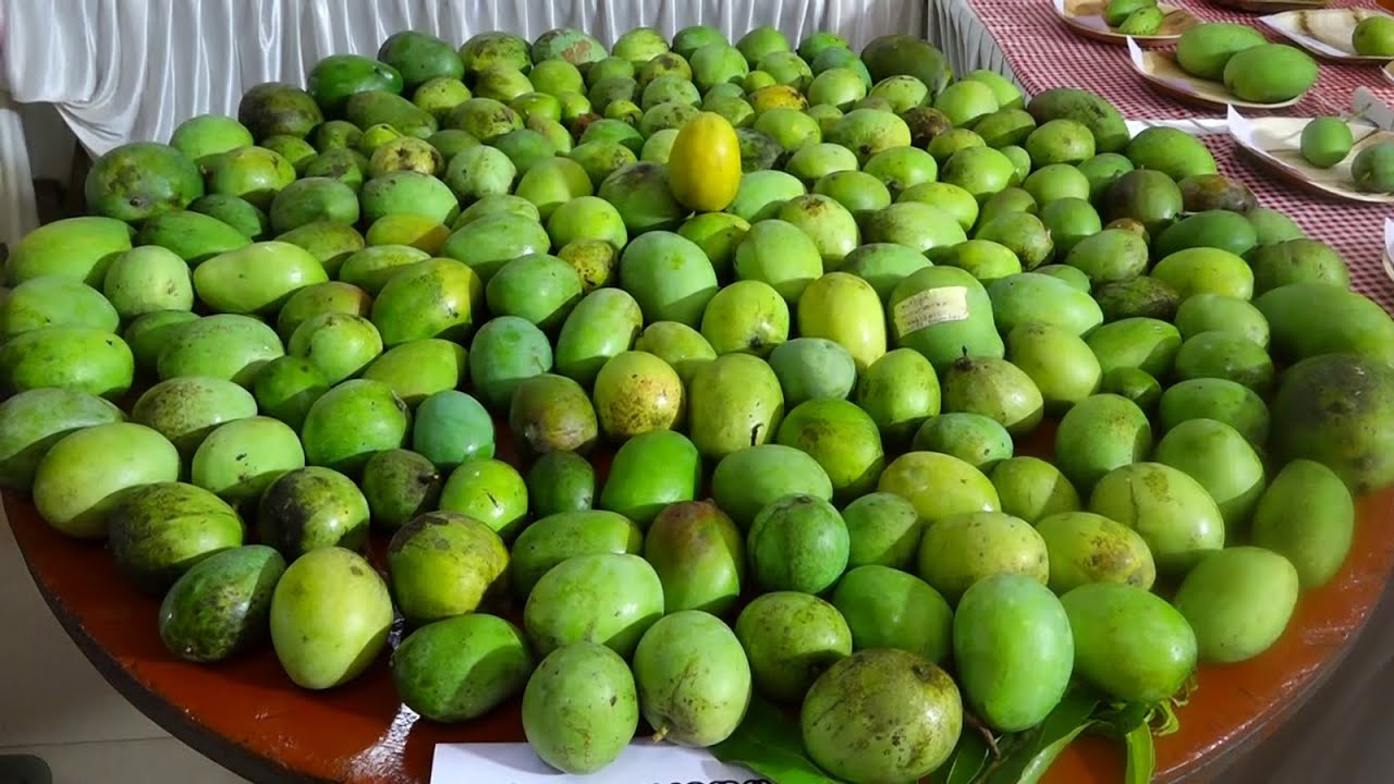 ശ്രീനാരായണപുരം ഗ്രാമ പഞ്ചായത്തിൽ മാമ്പഴ മഹോത്സവത്തിന് തുടക്കമായി.