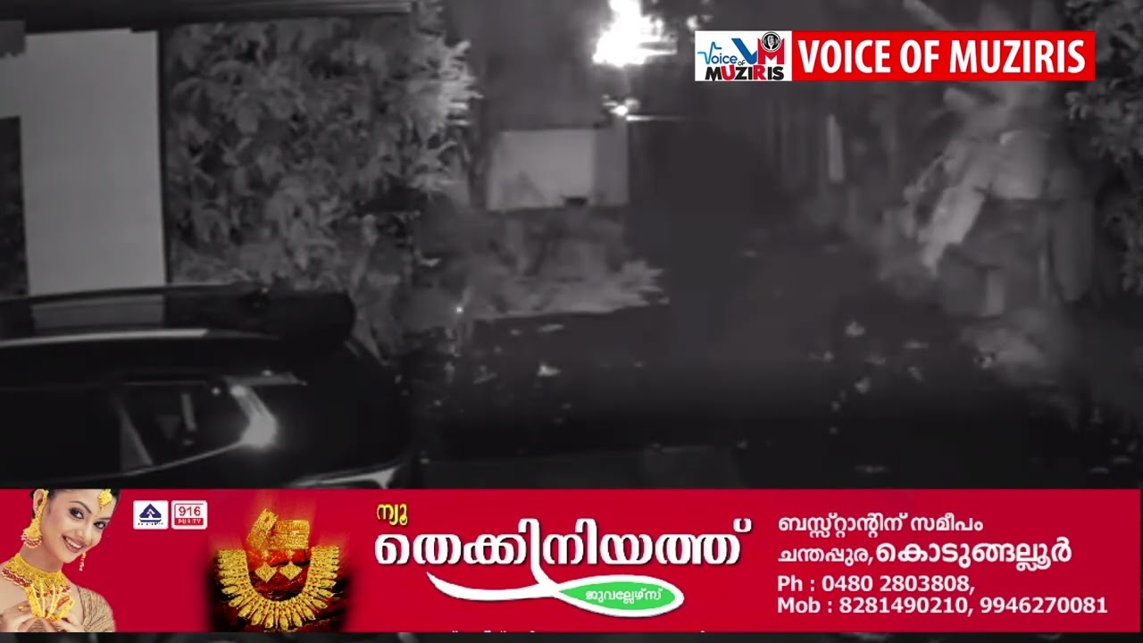 പ്രളയകാലശേഷം കൊടുങ്ങല്ലൂരിൽ കാട്ടുപന്നികളുടെ ശല്യം വ്യാപകമാകുന്നു.