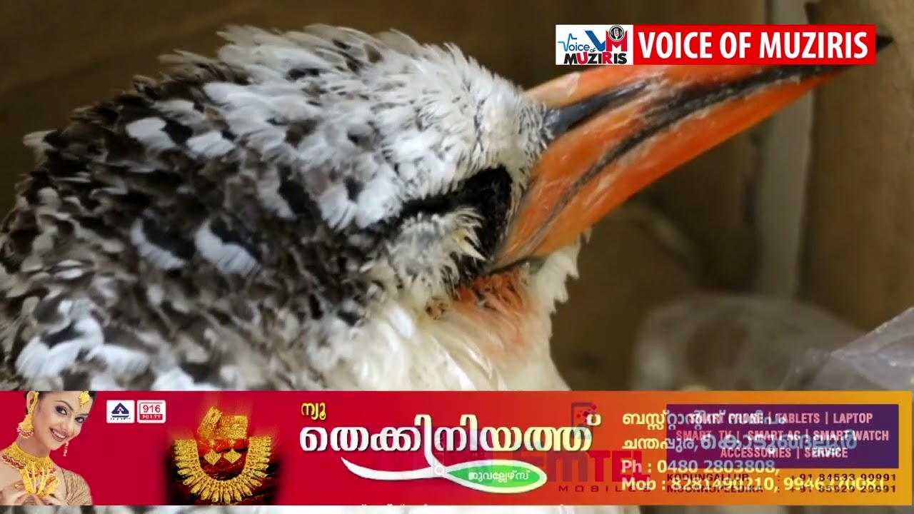 അഴീക്കോട് മുനക്കൽ ബീച്ചിൽ ദേശാടന പക്ഷിയെ അവശനിലയിൽ കണ്ടെത്തി.