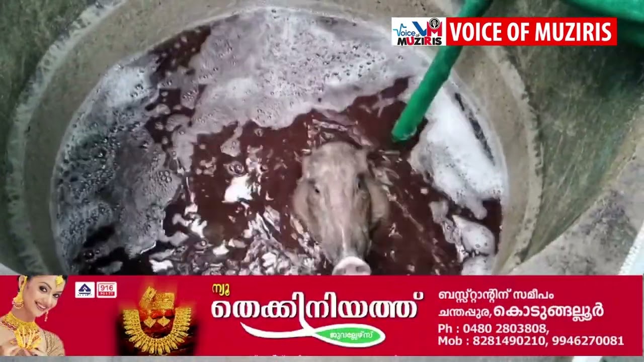 കൊടുങ്ങല്ലൂരിലെ ടി.കെ.എസ് പുരത്ത് കാട്ടുപന്നി കിണറ്റിൽ വീണു.