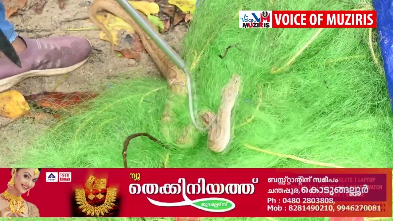 കൊടുങ്ങല്ലൂരിൽ കാര വാക്കടപ്പുറത്ത് ബലിതർപ്പണ സ്ഥലത്ത് അണലിപ്പാമ്പിനെ കണ്ടെത്തി.