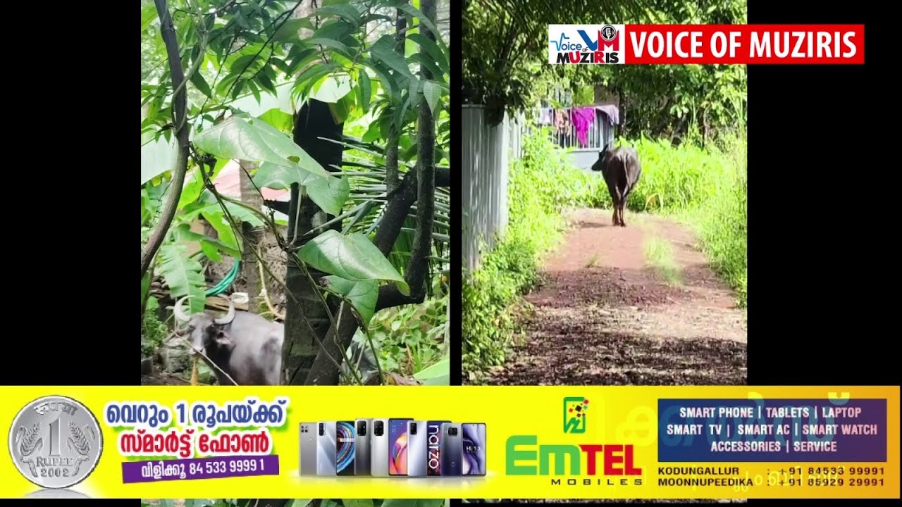 എരുമ വിരണ്ടോടിയത് പരിഭ്രാന്തി പരത്തി.