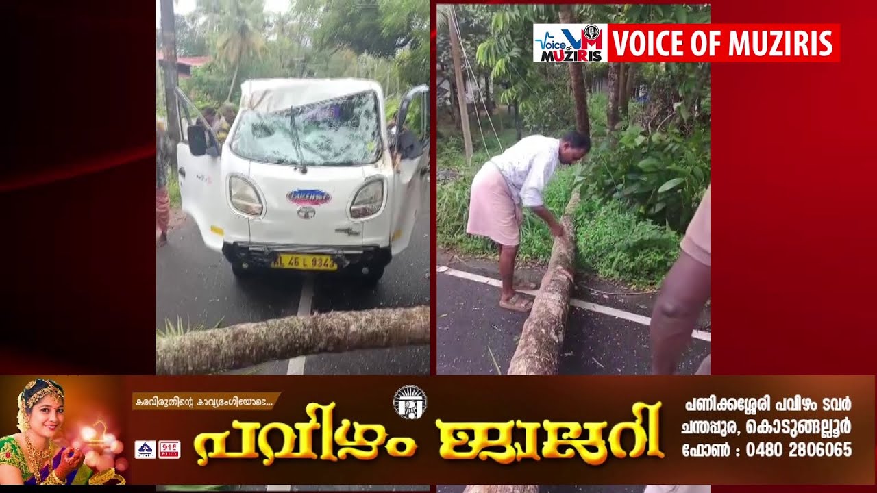 ഓടിക്കൊണ്ടിരുന്ന ഓട്ടോ ടാക്സിക്ക് മേലെ തെങ്ങ് വീണു : വൻ ദുരന്തം ഒഴിവായത് തലനാരിഴയ്ക്ക്