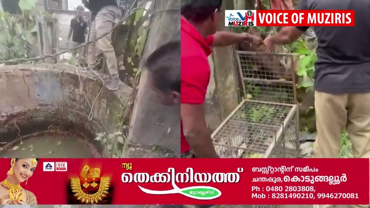 കൊടുങ്ങല്ലൂരിൽ കിണറ്റിൽ വീണ കുറുനരിയെ രക്ഷപെടുത്തി.