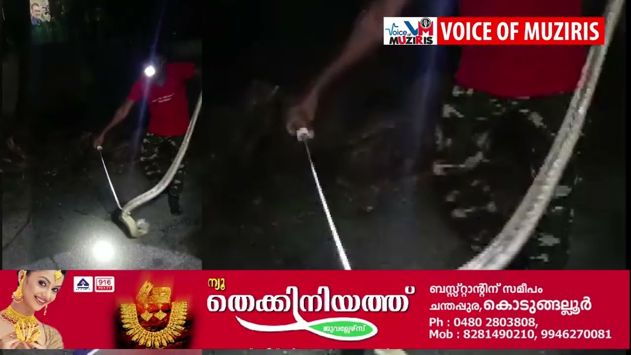 ഞെട്ടിക്കുന്ന കാഴ്ച്ച; കൊടുങ്ങല്ലൂരിൽ ഏഴടിയിലധികം നീളമുള്ള മൂർഖൻ പാമ്പിനെ പിടികൂടി.