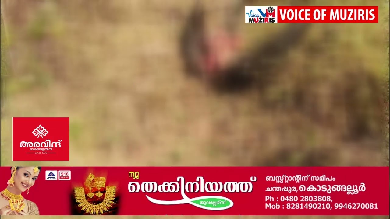 വാഹനം ഇടിച്ച് പരിക്കേറ്റ മയിലിനെ ചത്ത നിലയിൽ കണ്ടെത്തി.