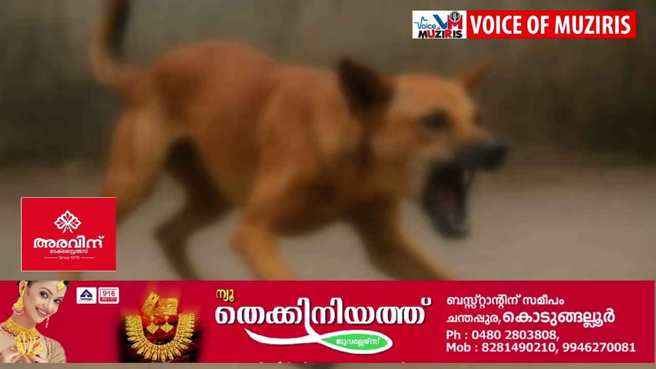 മേത്തലയിൽ വീണ്ടും തെരുവ് നായ ആക്രമണം. രണ്ട് വയസുകാരൻ്റെ മുഖത്ത് കടിയേറ്റു