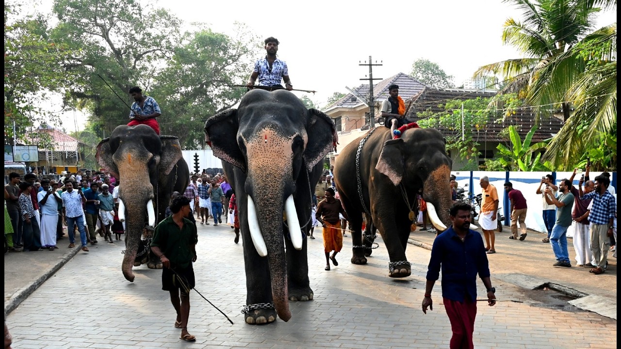 ആനയോട്ടത്തോടെ തിരുവഞ്ചിക്കുളം മഹാദേവ ക്ഷേത്രത്തിലെ ശിവരാത്രി മഹോത്സവത്തിന് തുടക്കമായി