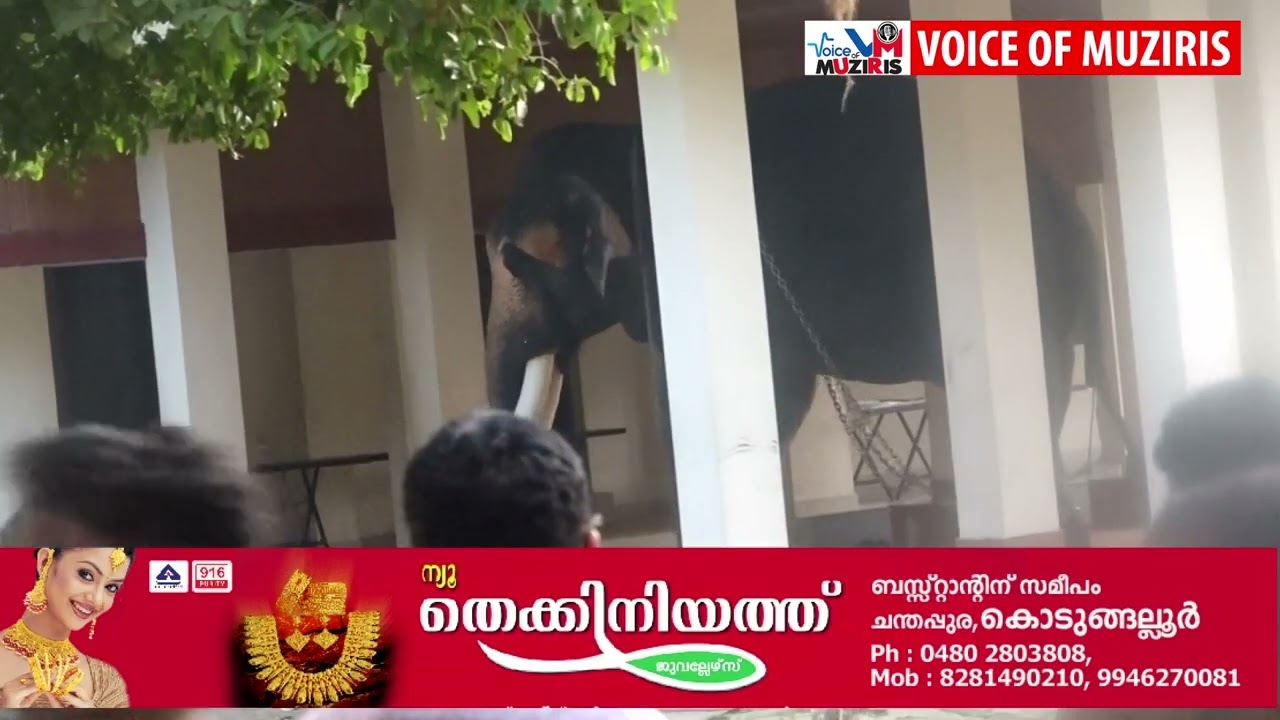 കൊടുങ്ങല്ലൂരിൽ തിരുവഞ്ചികുളത്ത് ഉത്സവത്തിന് കൊണ്ടുവന്ന ആന കൂട്ടാനയെ കുത്തി പരിക്കേൽപ്പിച്ചു..ഇടഞ്ഞ ആനയെ കാണാൻ എത്തിയ ആളുകളെ പോലീസ് എത്തി പരിസരത്തുനിന്നും ഒഴിവാക്കി. എലഫന്റ് സ്‌ക്വാഡ് ആനയെ തളയ്ക്കാൻ സ്ഥലത്തെത്തിയിട്ടുണ്ട്