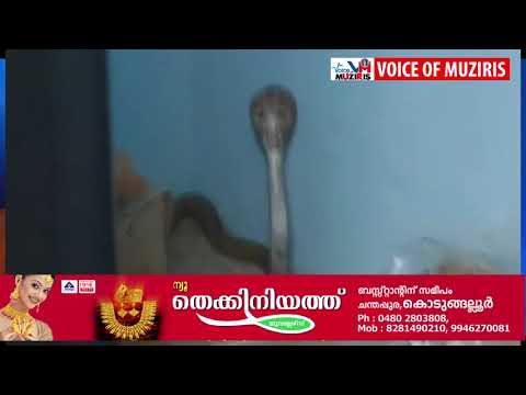 മൂർഖൻ പാമ്പിനെ പിടികൂടി.മൂർഖൻ കയറിയത് ബാങ്ക് ലോക്കറിൽ