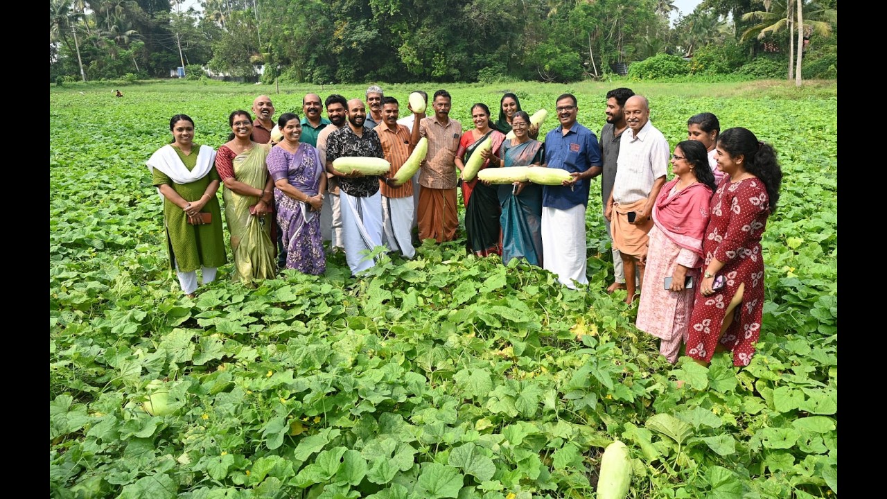 കൊടുങ്ങല്ലൂരിൽ പൊട്ടു വെള്ളരി വിളവെടുപ്പ്