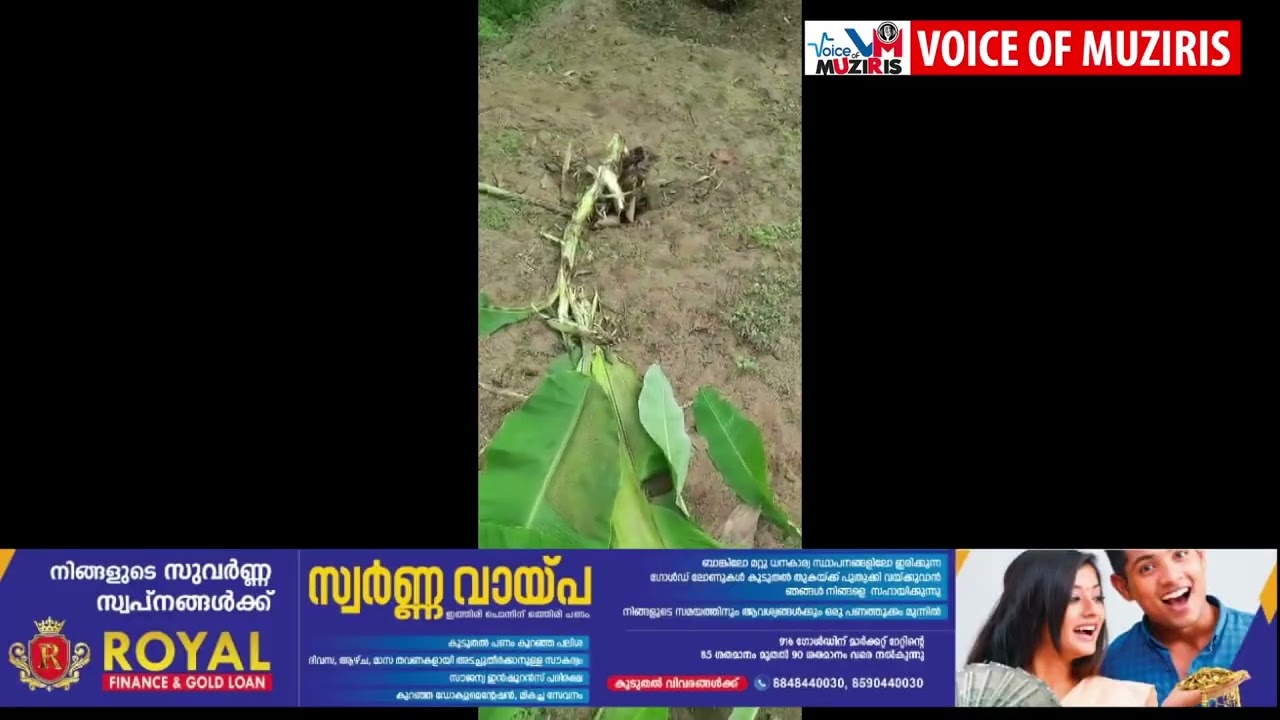 പെരിഞ്ഞനം ഗ്രാമപഞ്ചായത്തിന്റെ വിവിധ പ്രദേശങ്ങളിൽ കാട്ടുപന്നിയുടെ ശല്യം രൂക്ഷമാകുന്നു