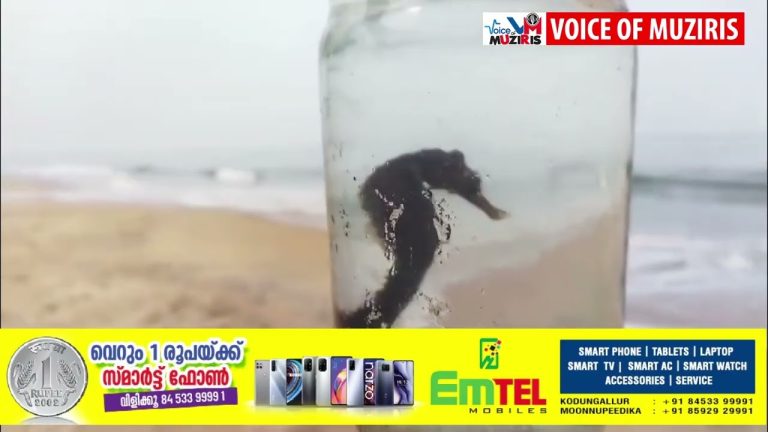 കടലിലെ അത്ഭുത ജീവിയെന്നറിയപ്പെടുന്ന കടൽ കുതിരയെ കയ്പമംഗലം വഞ്ചിപ്പുര കടപ്പുറത്ത് നിന്ന് കണ്ടെത്തി