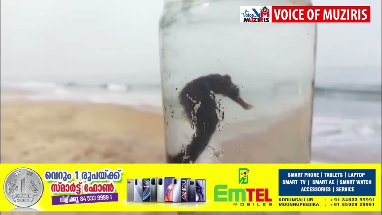 കടലിലെ അത്ഭുത ജീവിയെന്നറിയപ്പെടുന്ന കടൽ കുതിരയെ കയ്പമംഗലം വഞ്ചിപ്പുര കടപ്പുറത്ത് നിന്ന് കണ്ടെത്തി