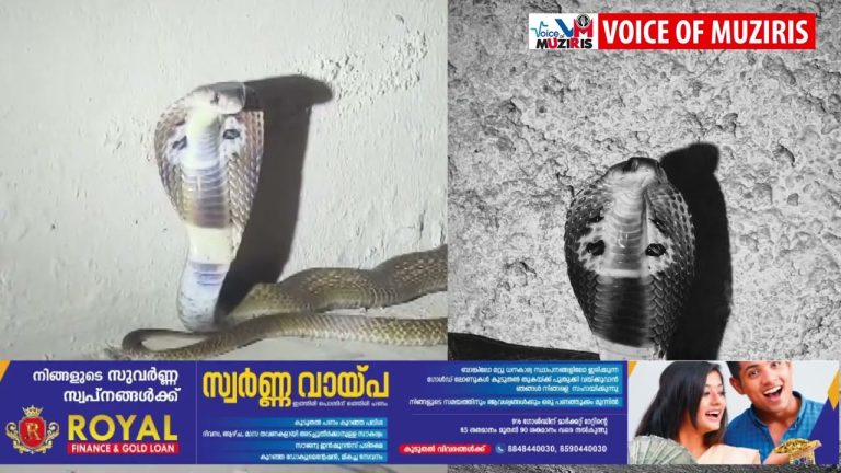 ഇത് പാമ്പുകളുടെ കാലം ; ഒരേ ദിവസം രണ്ട് ഇടങ്ങളിൽ ഉഗ്ര വിഷ പാമ്പുകളെ പിടികൂടി