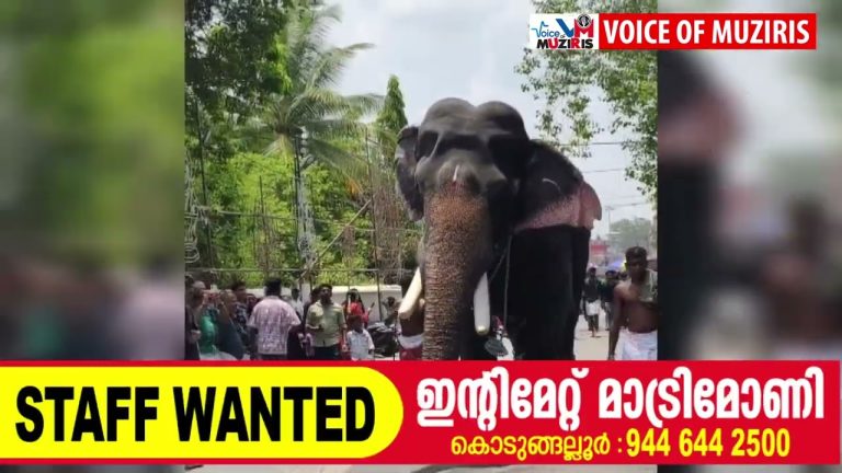 ഇരിങ്ങാലക്കുട കൂടൽമാണിക്യം ക്ഷേത്രത്തിൽ ഉത്സവത്തിനെത്തിച്ച ആന ഇടഞ്ഞു