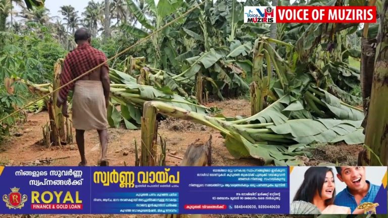 കനത്ത കാറ്റിലും മഴയിലും കൃഷി നാശം