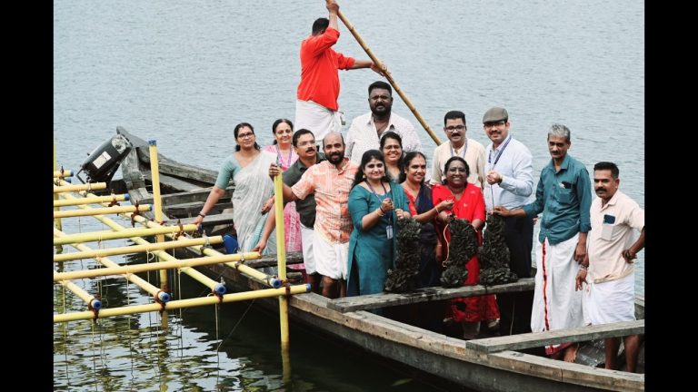 കല്ലുമ്മക്കായ കൃഷി വിളവെടുത്തു