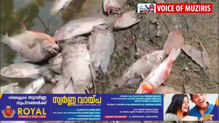 കുളത്തിൽ വളത്തിയിരുന്ന മീനുകളെ അജ്ഞാത ജീവി കടിച്ചു കൊന്ന നിലയിൽ.