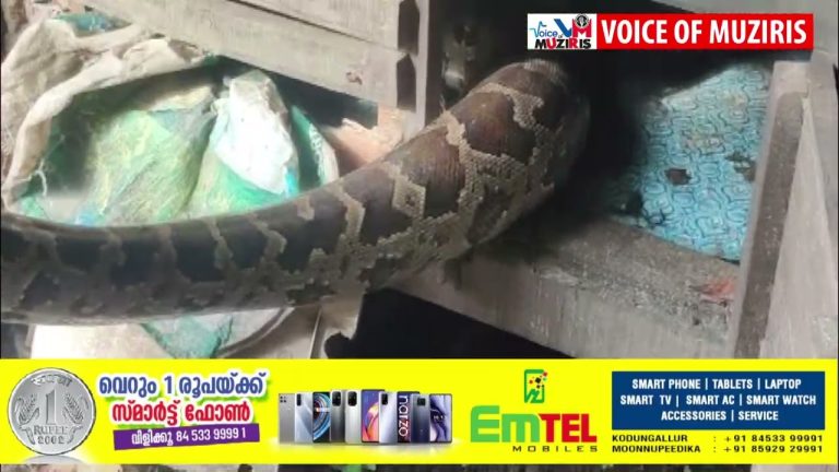 കോഴിക്കൂട്ടിൽ കയറിക്കൂടിയ മലമ്പാമ്പിനെ പിടികൂടി