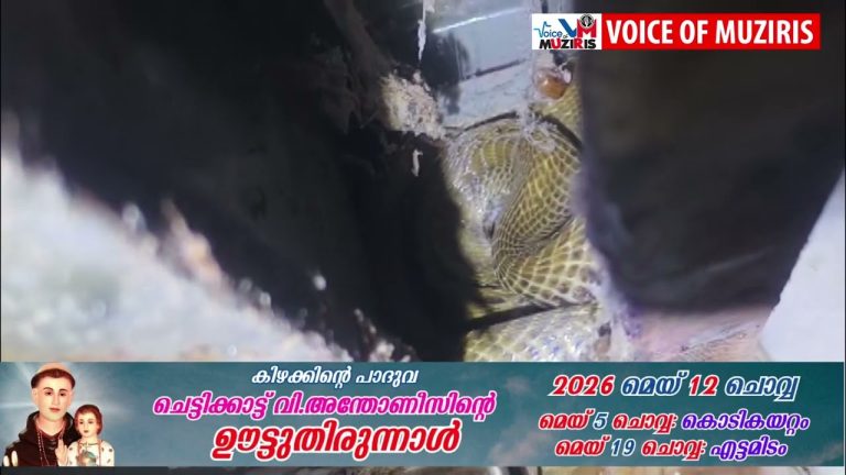 വീടിന്റെ അടുക്കളയിൽ നിന്ന് പുല്ലാനി മൂർ ഖനെ പിടികൂടി