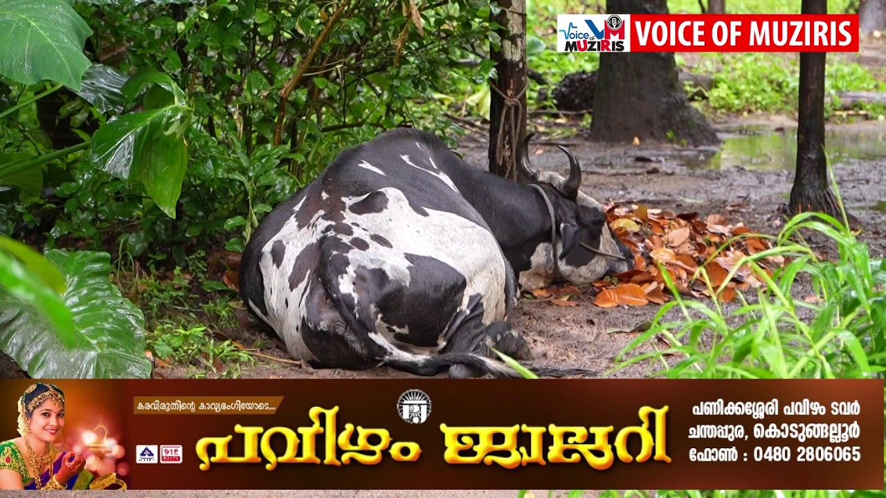 ഇടിമിന്നലേറ്റ് പശുവും പശുക്കുട്ടിയും ചത്തു.