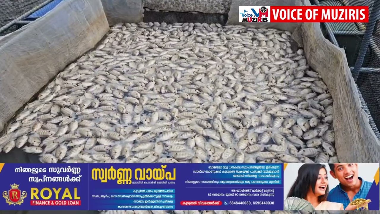കനോലി കനാലിലേക്ക് ബണ്ടുകൾ പൊട്ടിച്ച് മലിനജലം ഒഴുക്കിയതിനെ തുടർന്ന് വൻതോതിൽ പുഴ മത്സ്യങ്ങൾ ചത്തൊടുങ്ങിയ സംഭവത്തിൽ സംയുക്ത പരിശോധന നടത്താൻ ജില്ലാ ഭരണകൂടത്തിൻ്റെ ഉത്തരവ്.