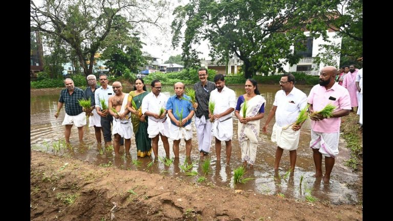 കൊടുങ്ങല്ലൂർ ശ്രീകുരുംബ ഭഗവതി ക്ഷേത്രത്തിൽ കരനെൽ കൃഷിയുടെ ഞാറുനടീൽ മന്ത്രി ഒ.ജെ.ജനീഷ് നിർവഹിച്ചു