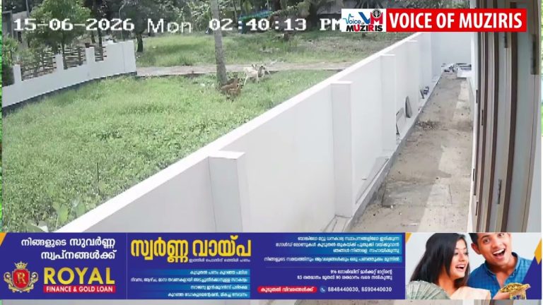 തെരുവ് നായ്ക്കളുടെ കൂട്ട ആക്രമണത്തിൽ ആട് ചത്തു.സിസിടിവി ദൃശ്യങ്ങൾ പുറത്ത്.