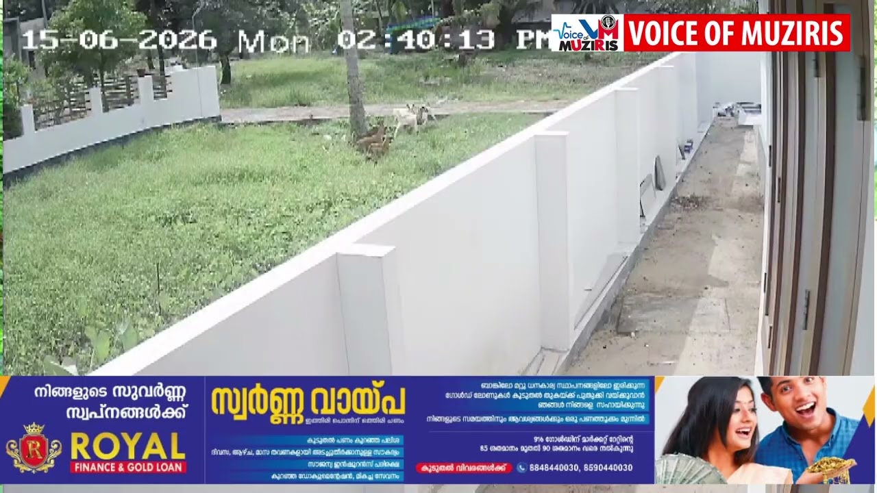 തെരുവ് നായ്ക്കളുടെ കൂട്ട ആക്രമണത്തിൽ ആട് ചത്തു.സിസിടിവി ദൃശ്യങ്ങൾ പുറത്ത്.