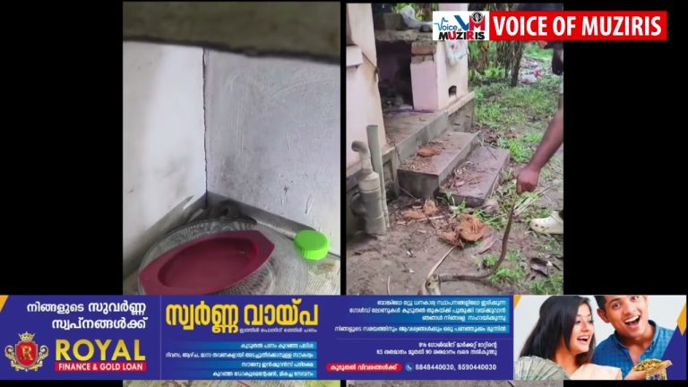 വീടുകളുടെ അടുക്കളയിൽ നിന്നും മൂർഖൻ പാമ്പുകളെ പിടികൂടി