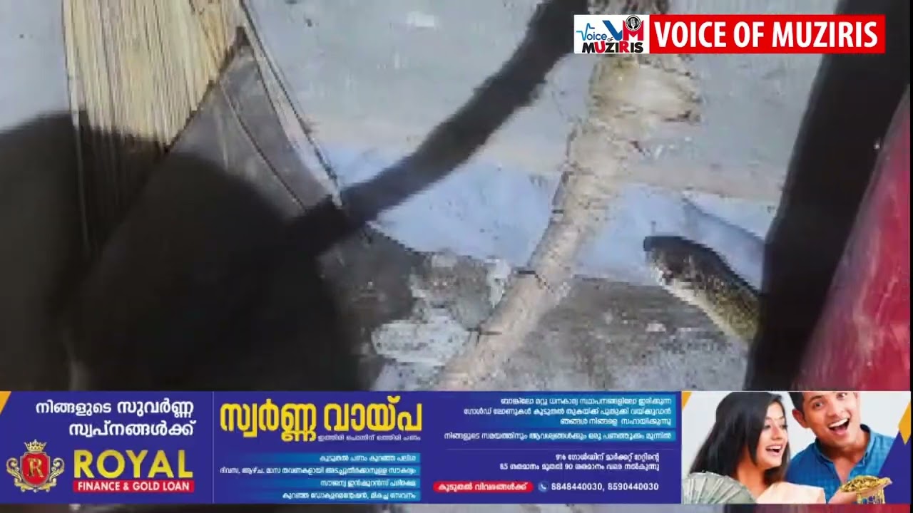 വീട്ടിലെ അടുക്കളയിൽ നിന്ന് പുല്ലാനി മൂർഖനെ പിടികൂടി.