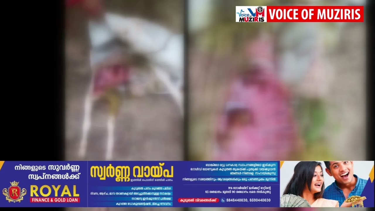 തെരുവ് നായ്ക്കൾ ആടിനെ കടിച്ചു കൊന്നു