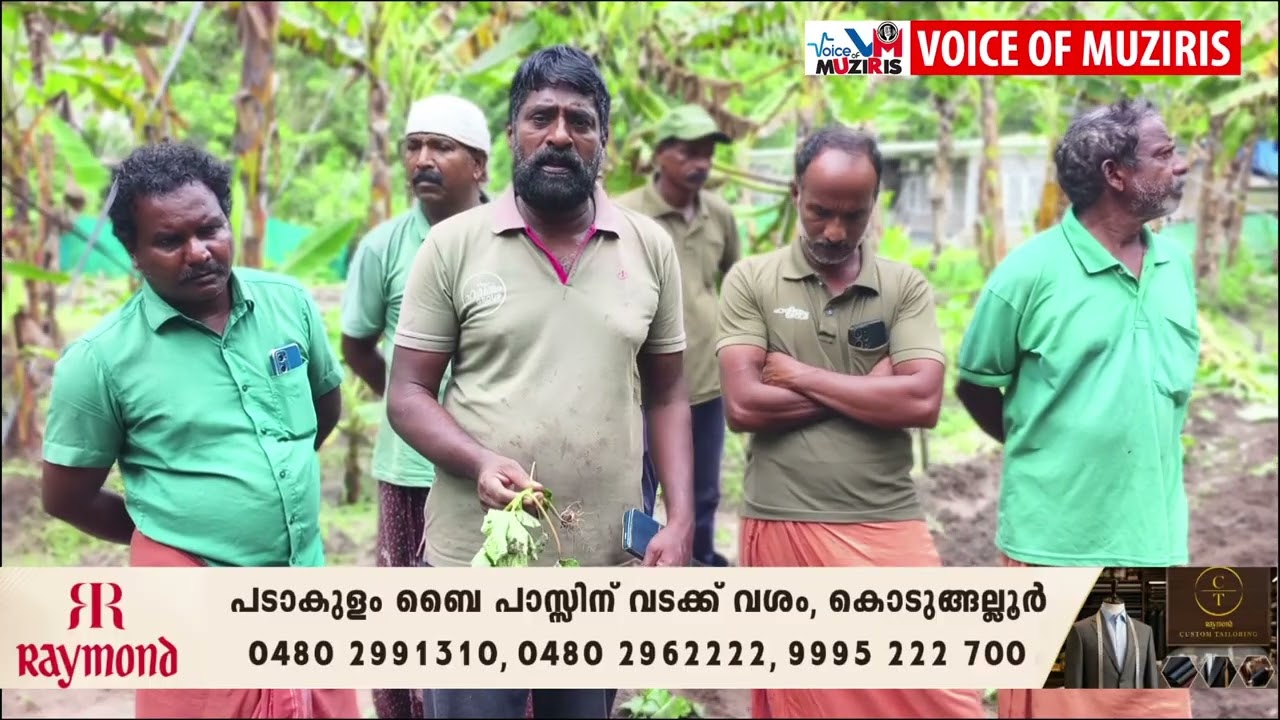 കാട്ടുപന്നി ശല്യം രൂക്ഷമാകുന്നു;കൂട്ടമായെത്തുന്ന കാട്ടുപന്നികൾ കൃഷിയിടങ്ങളിൽ കയറി വ്യാപകമായി കൃഷി നശിപ്പിക്കുന്നതിൽ കർഷകർ ആശങ്കയിൽ.
