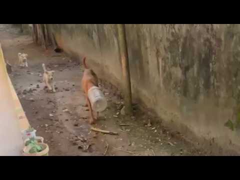 തലയിൽ ടിൻ കുടുങ്ങി 6 ദിവസമായി ദുരിതമനുഭവിച്ചിരുന്ന പെൺപട്ടിയെ മൃഗസ്‌നേഹികളും നാട്ടുകാരും ചേർന്ന് രക്ഷപ്പെടുത്തി