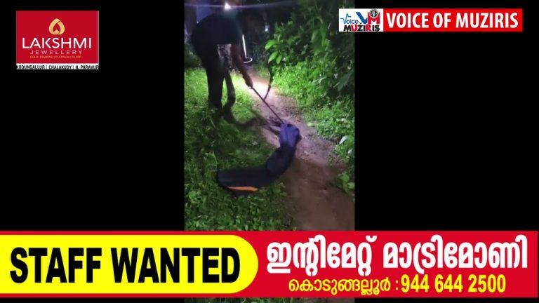 മലമ്പാമ്പിനെ പിടികൂടി